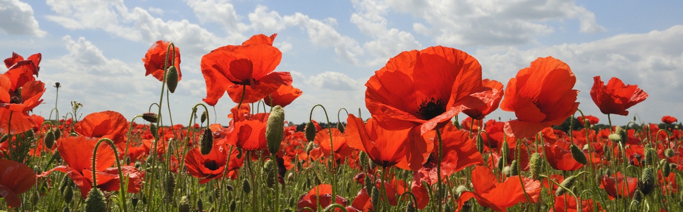 C:\Users\ASUS\Desktop\VG-Görsel dosya\önemli günler festivaller\25aprile\25 aprile-papaveri.jpg